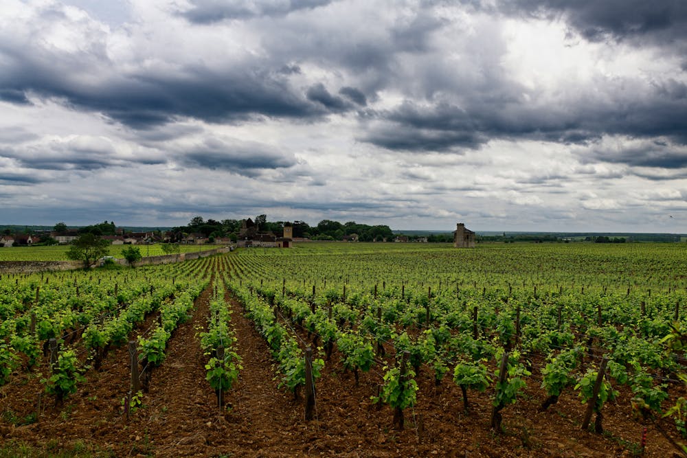 Viñedo Francia