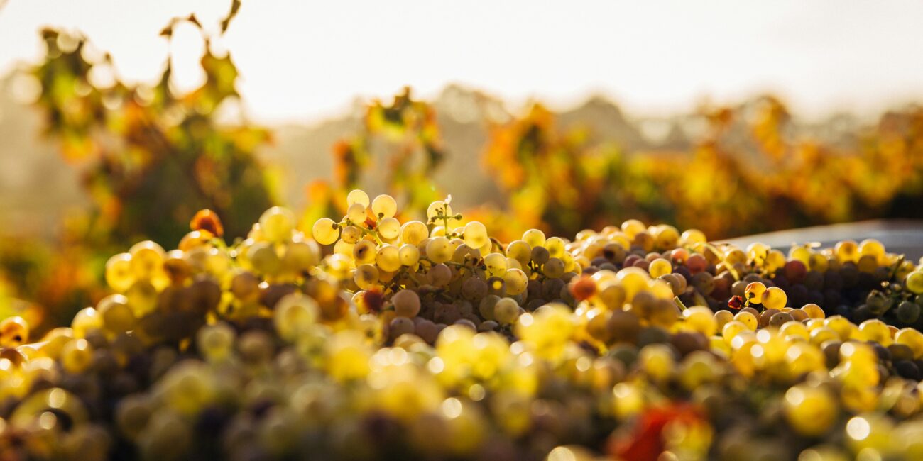 día del verdejo