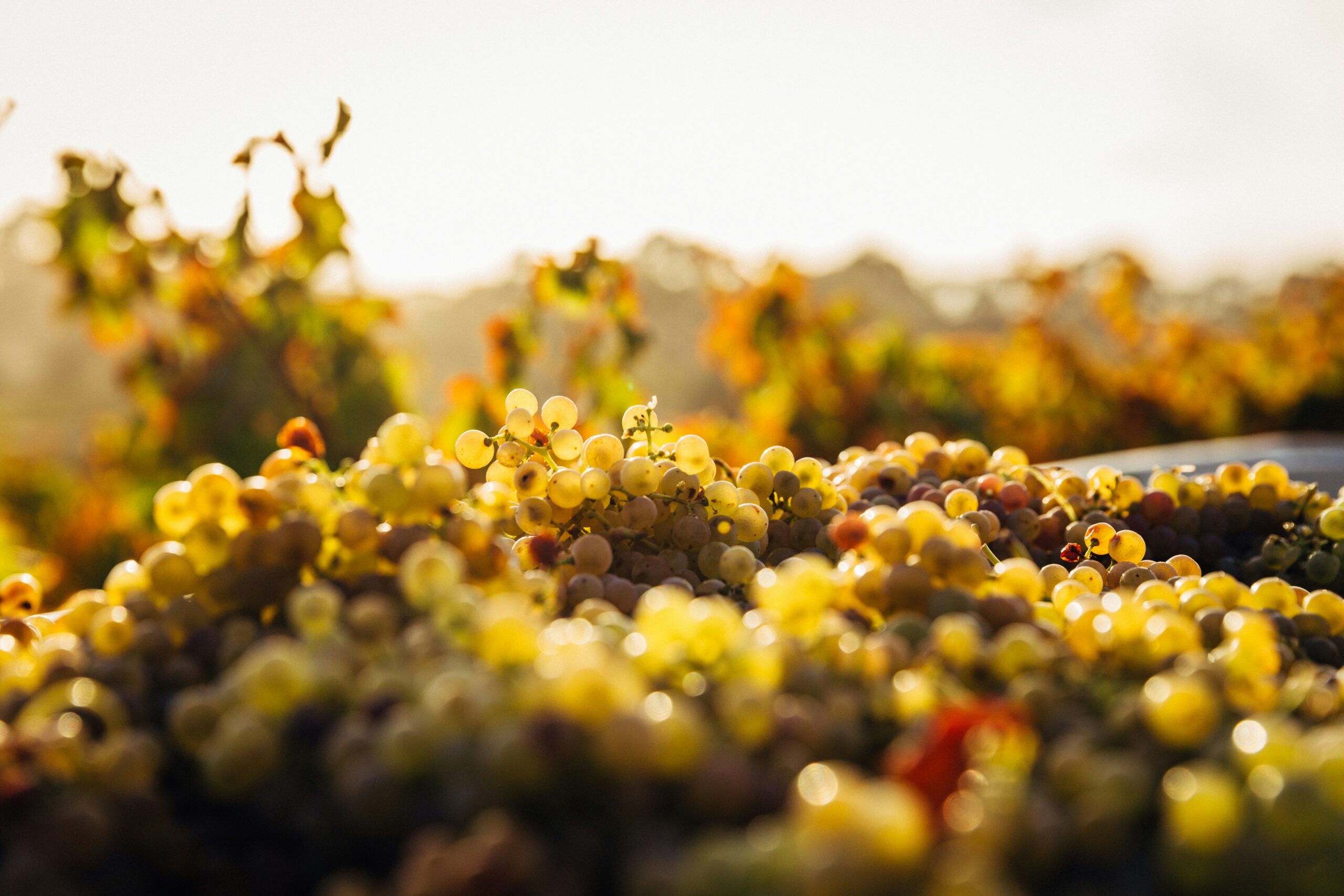 día del verdejo