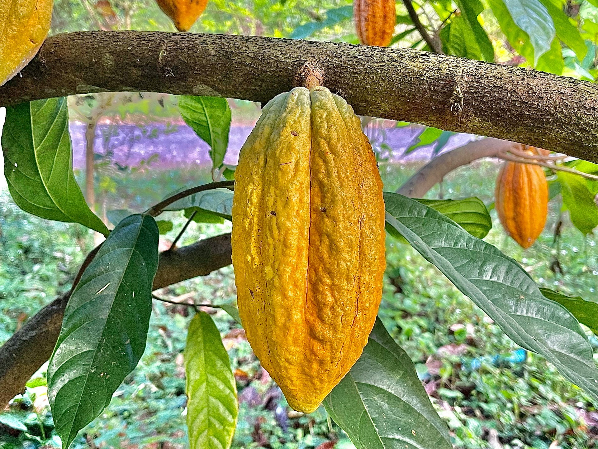 planta cacao