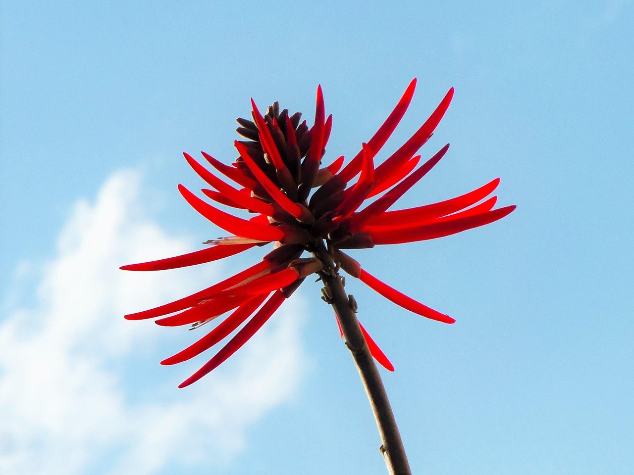 Flor de colorín